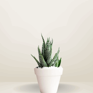 Zebra Cactus