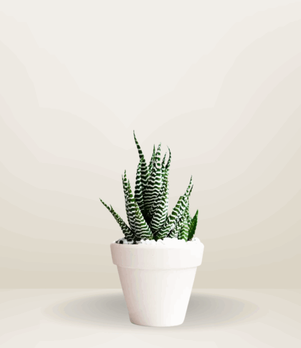 Zebra Cactus