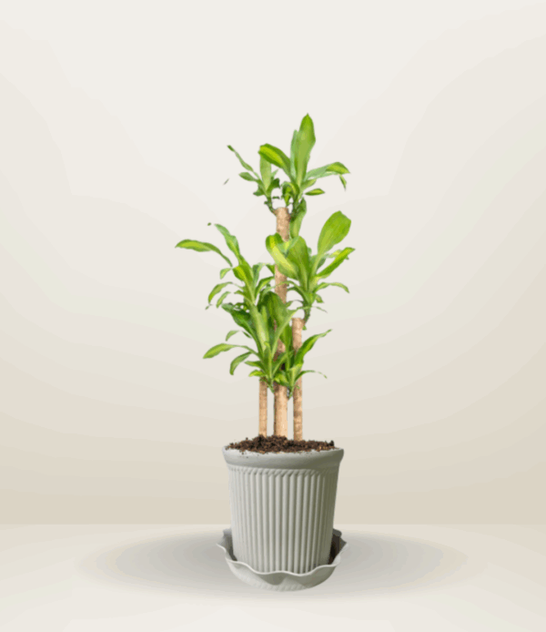 Lucky Bamboo