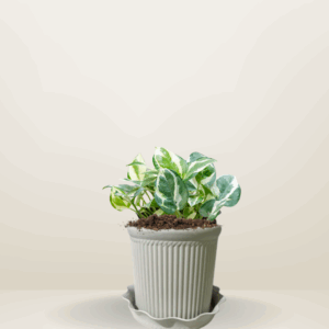 N’joy Pothos