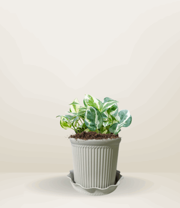 N’joy Pothos