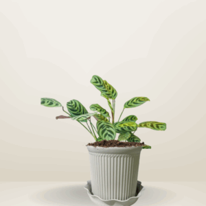 Calathea Fishbone