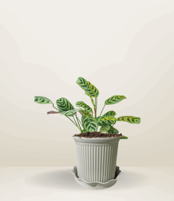 Calathea Fishbone