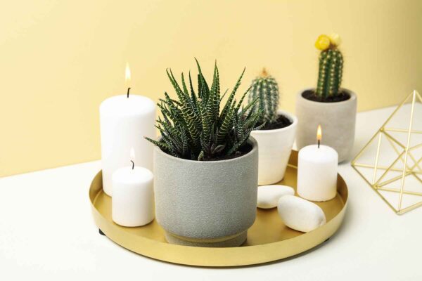 Snake Plant - Image 2
